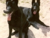 Tosca en Toto Zittend_edited